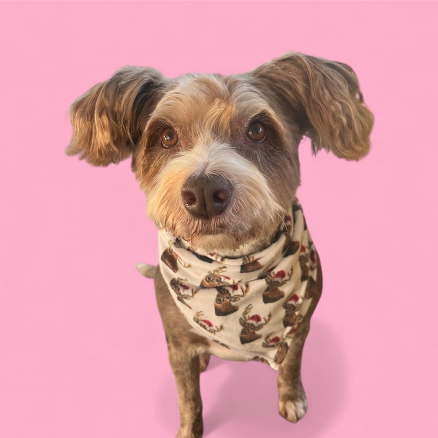 WHAT THE BUCK?! pet bandana